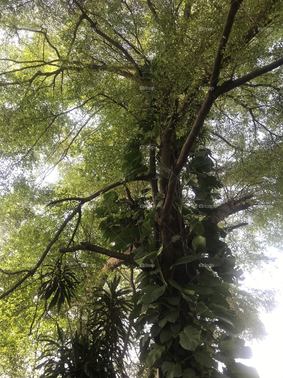 Lush Tropical tree foliage in Surelere, Lagos 