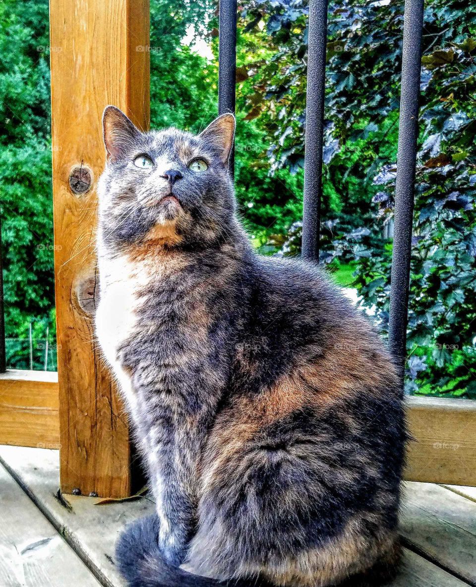 Tabby colored cat posing with peace tranquility
