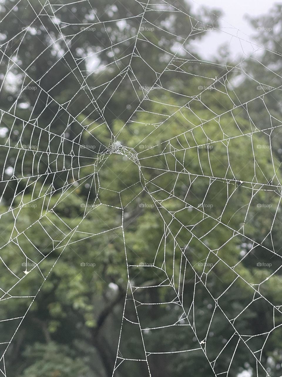 What a tangled web we weave