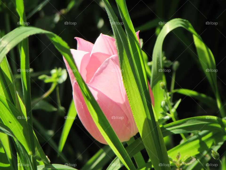 Pink tulip in green grass