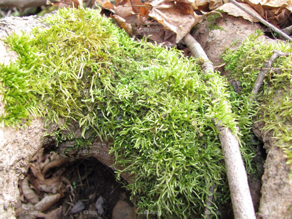 nature moss by danelvr032708