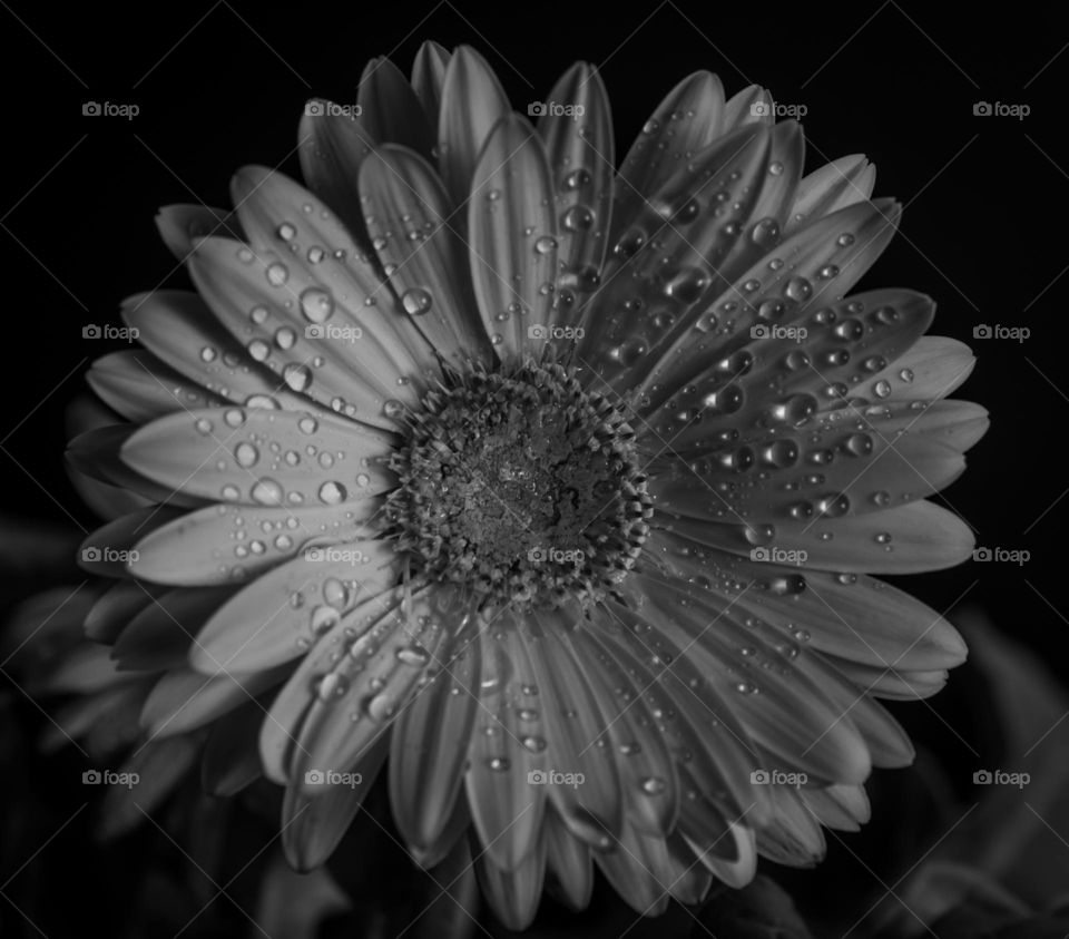 Black and white flower with drops of water