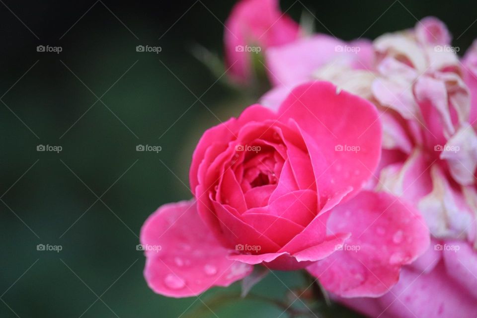 water droplets at the pink rose