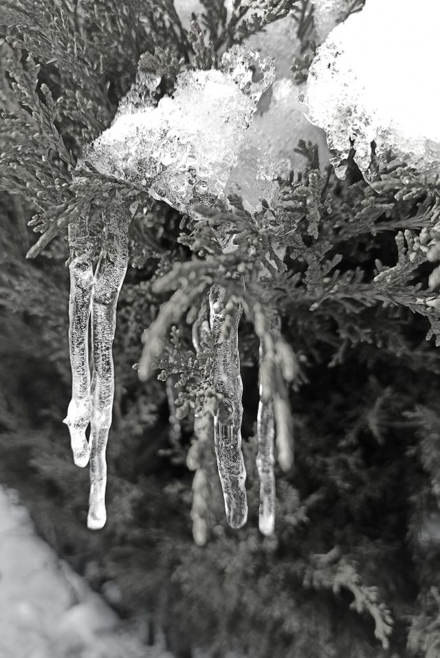 Frosty Marvels: Nature's Icy Artistry