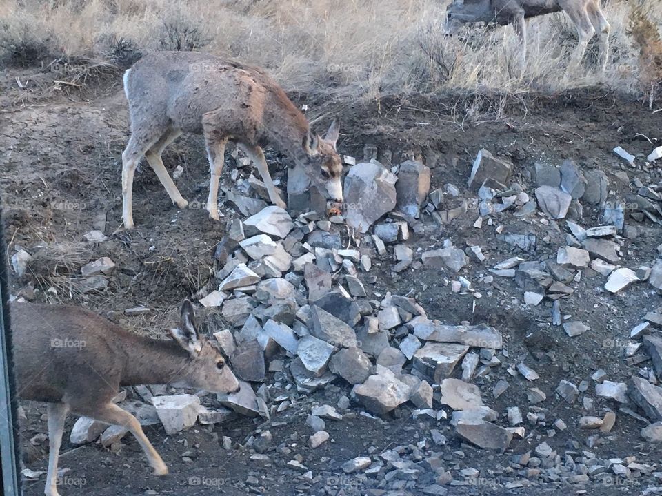 Mule Deer