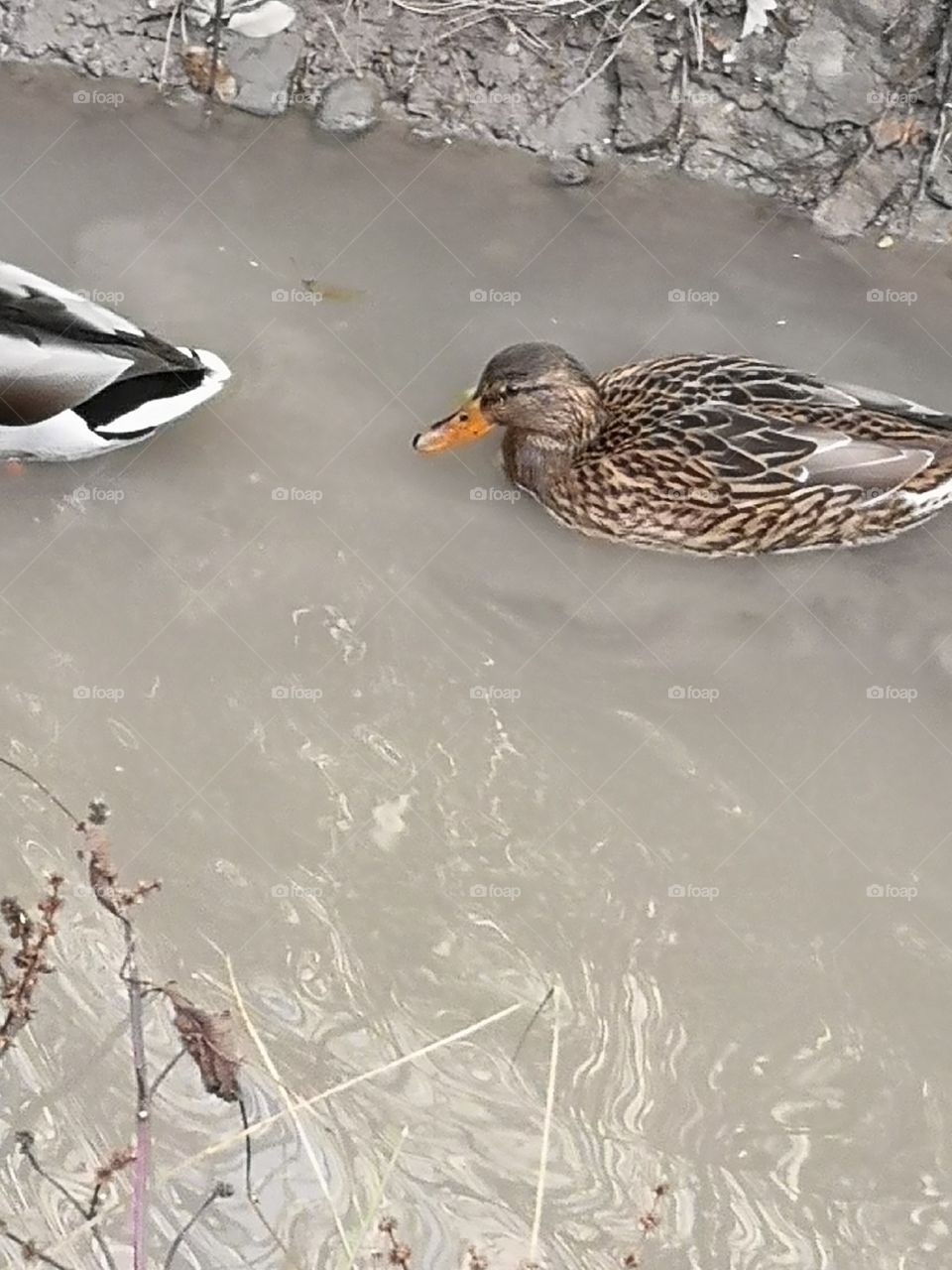 Ducks. Canards