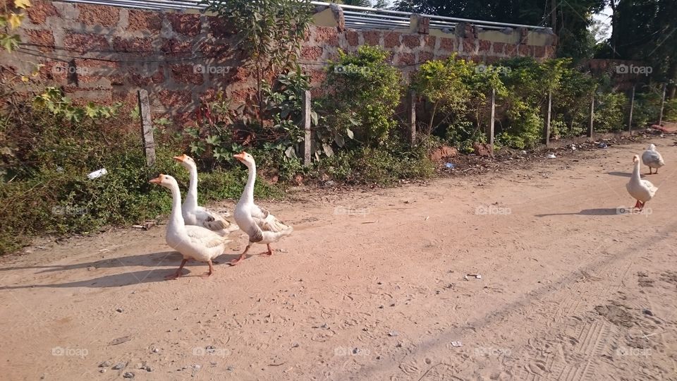 walking with the swand