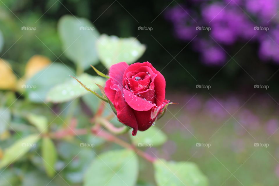 Rosa vermelha com gotas de orvalho