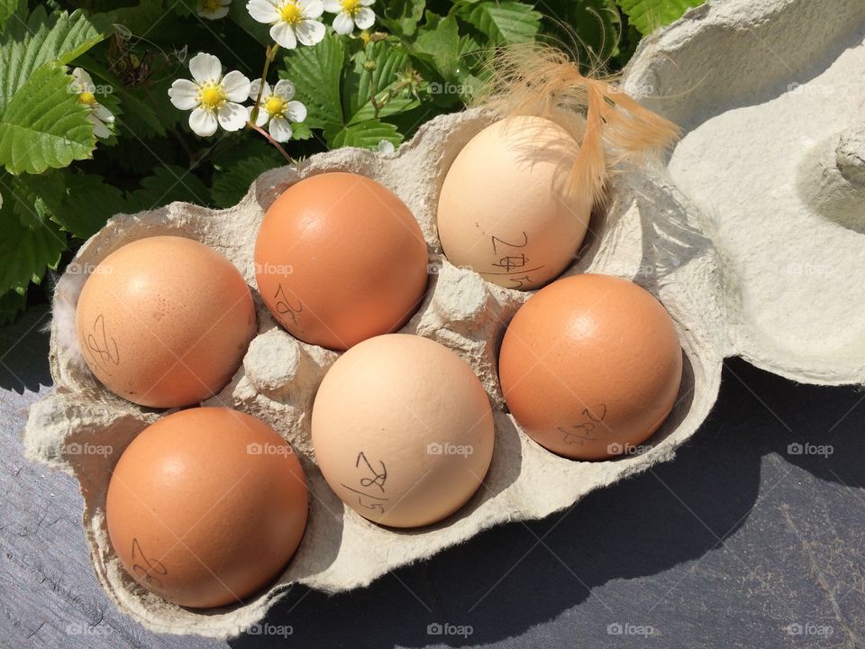 Free Range Eggs