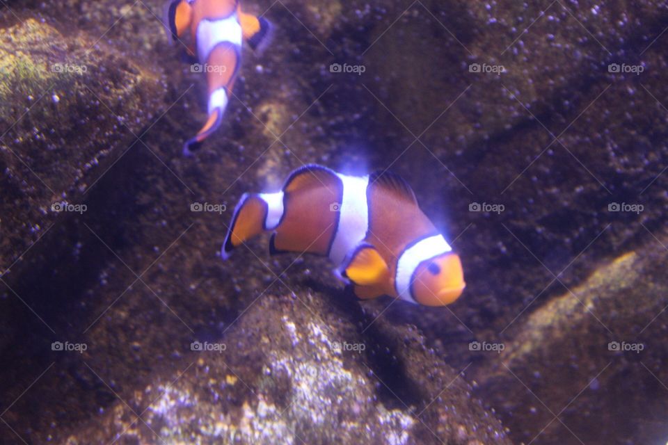 Clown fish