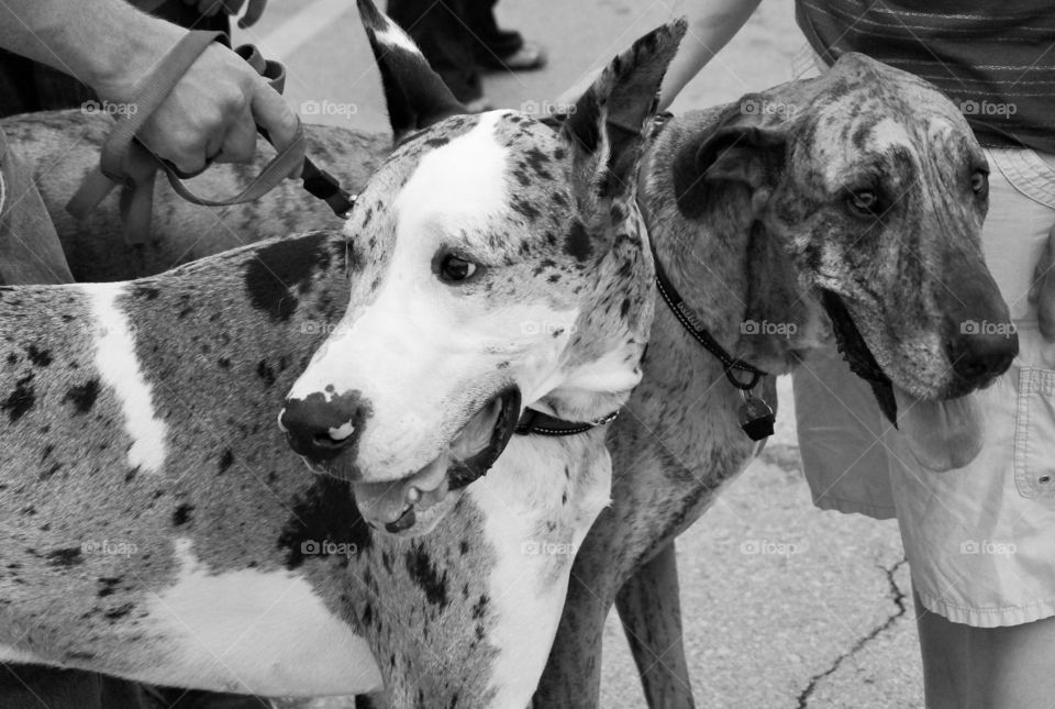 Two Great Danes