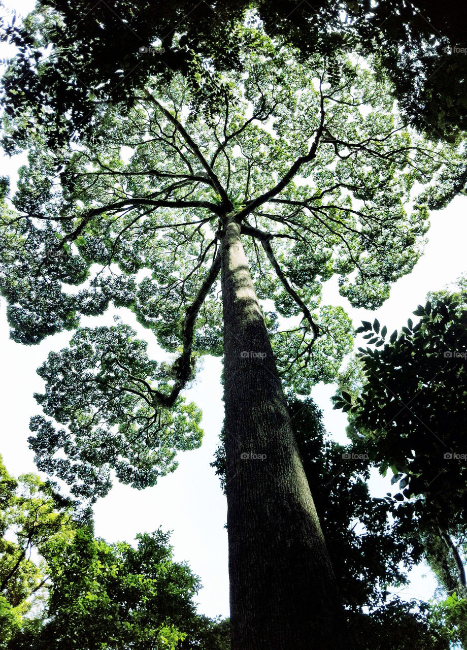 nature tree forest branches by linderborg