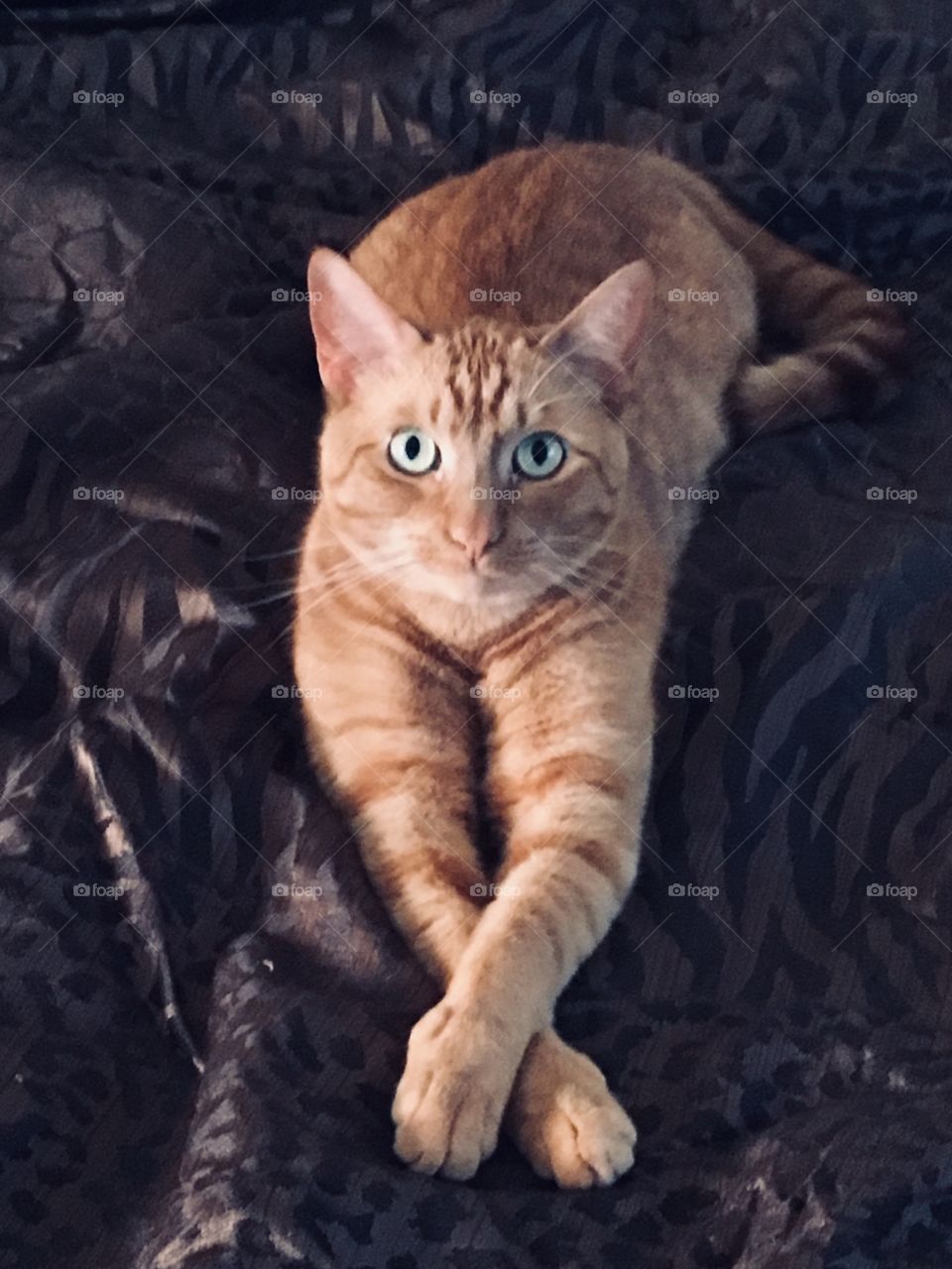 Ginger cat doing yoga on a bed in Florida purrrrrrfectly 😻