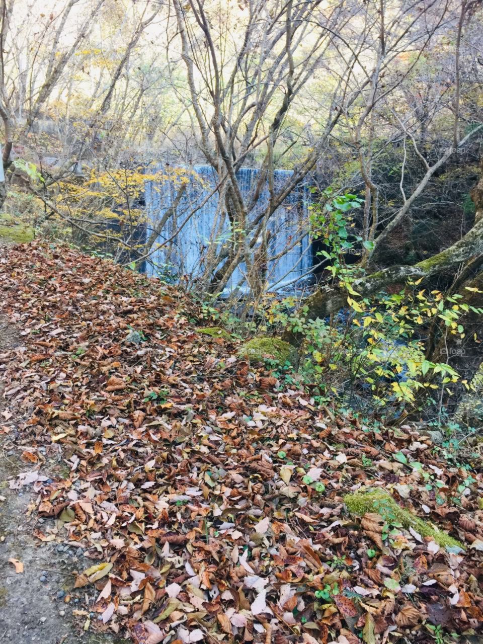 wonderful view of nature in the forest