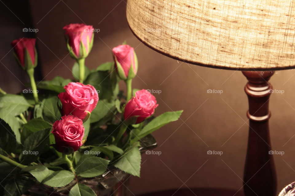 red roses and the lamp