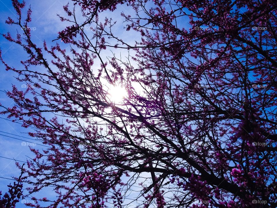 A budding tree in the yard.