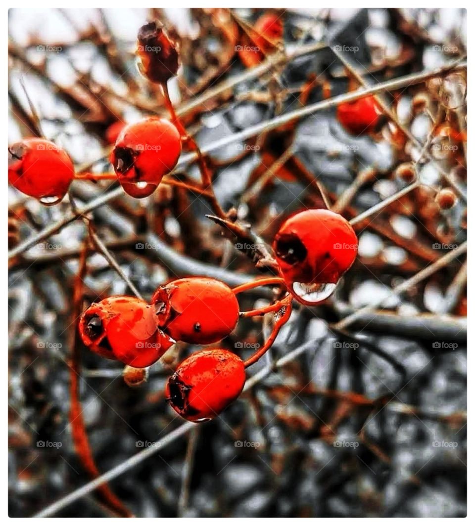 Scottish rosehips