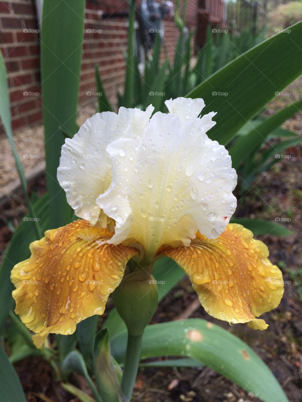 Iris