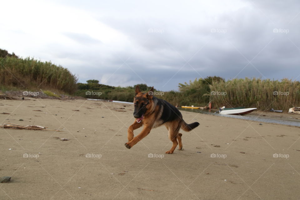 German shepherd puppy