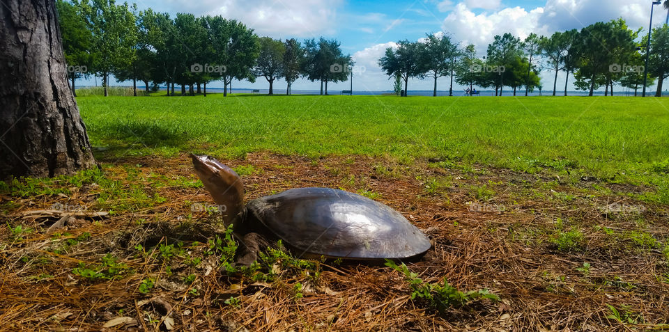 A Florida softshell Trion ferox turtle front and center, flat brownish shell.  Blue sky, puffy clouds merging with the water, farther the tree-lined and green grass and pine needle on the ground.