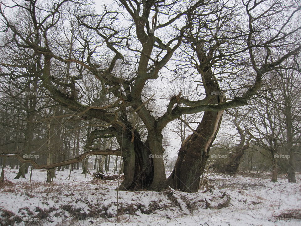 Cold Old Oak Tree