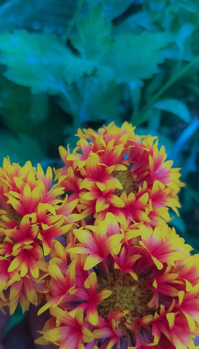 Sundance Bicolor flower