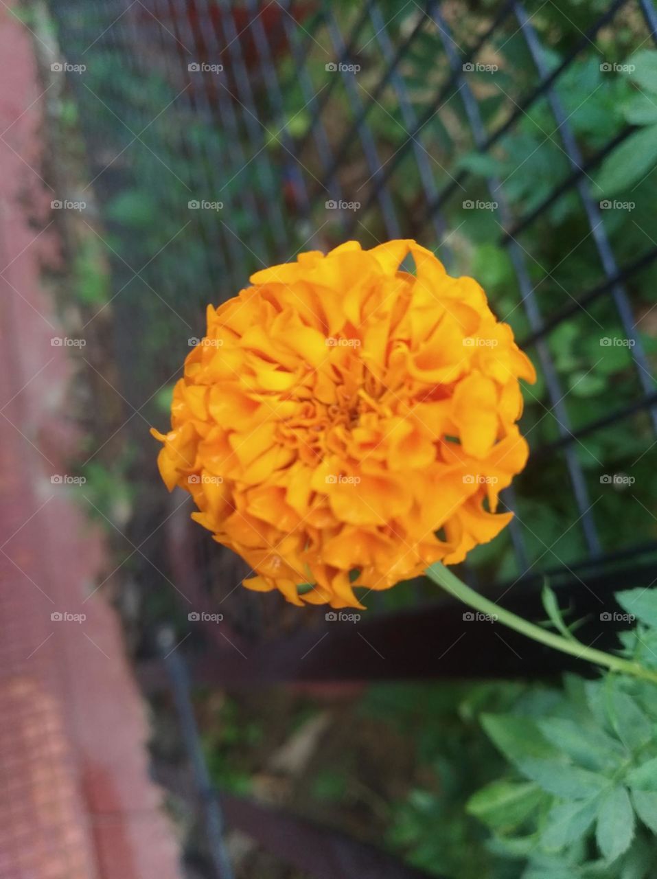 sunflower yellow seasonal fresh shurb small size looks very beautiful generally found everywhere