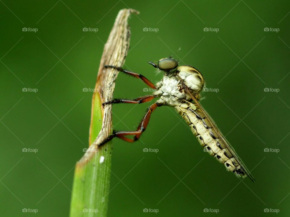 Robberfly (Holcocephala Fusca)