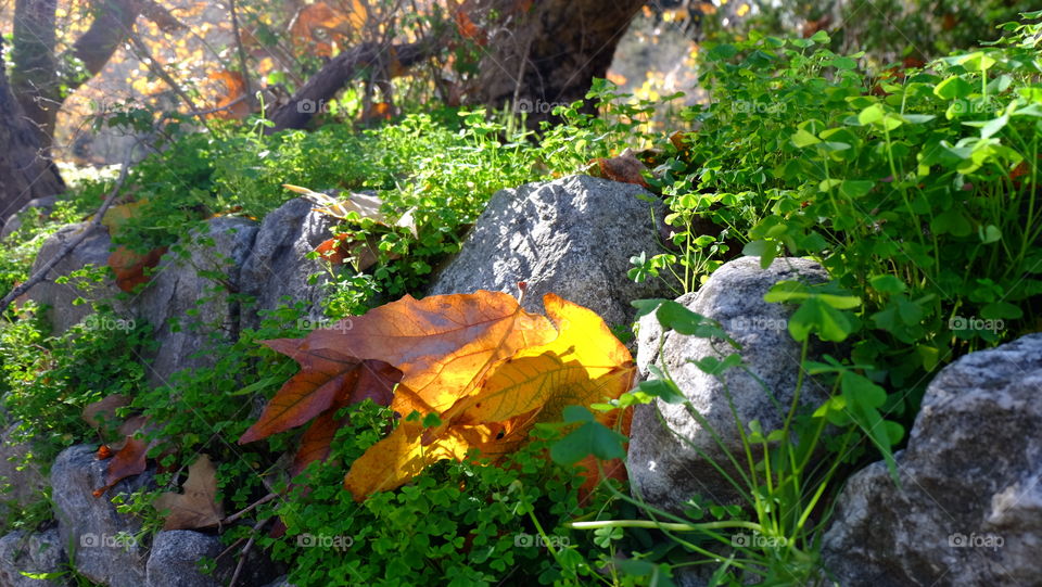 Sunlight and nature