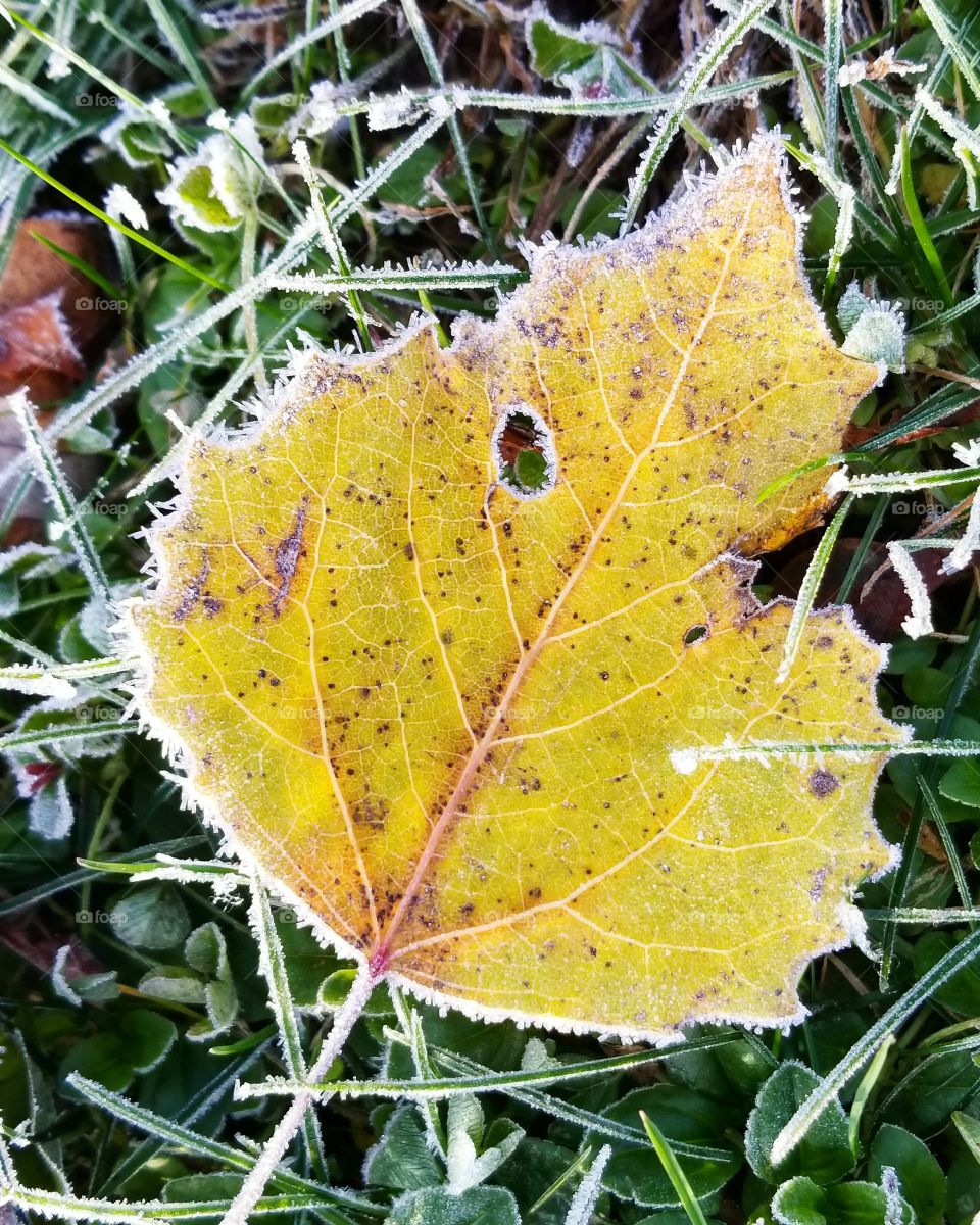 Fresh frost on yellow fall leaf