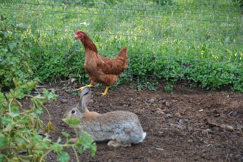 Rabbit#animals#nature#cute