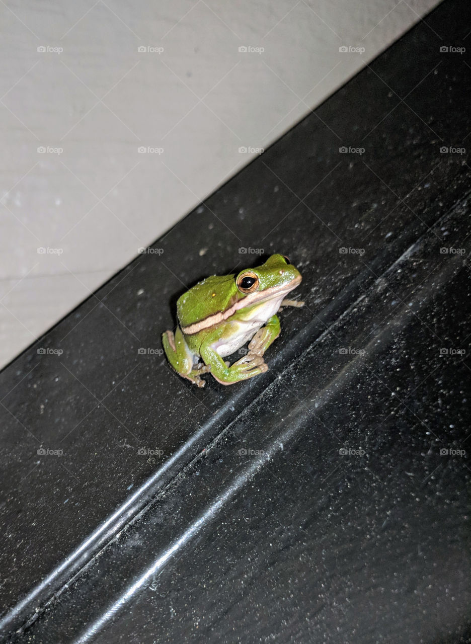 tree frog posing for close-up