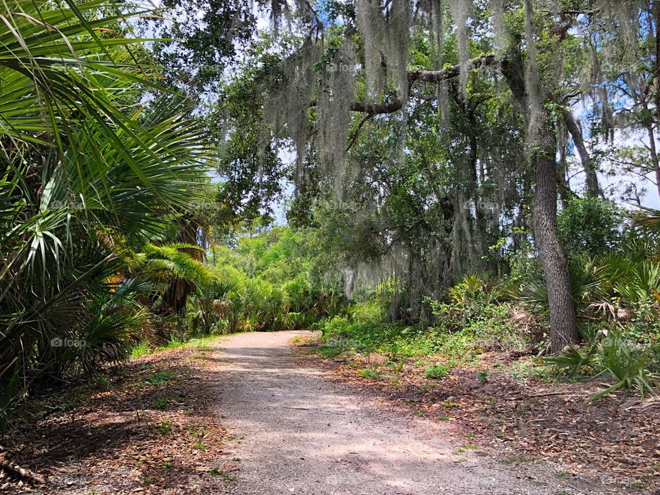 Beautiful trail through the oaks and silver moss.