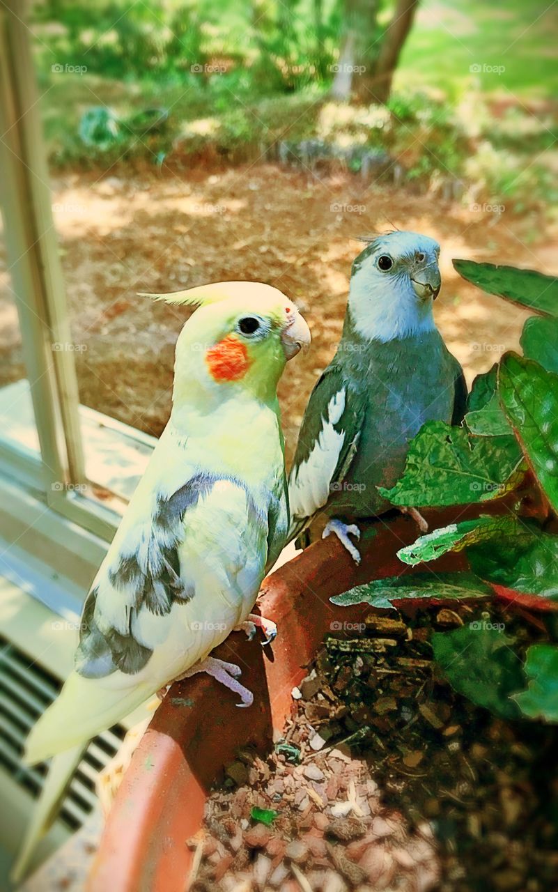 Cockatiels 