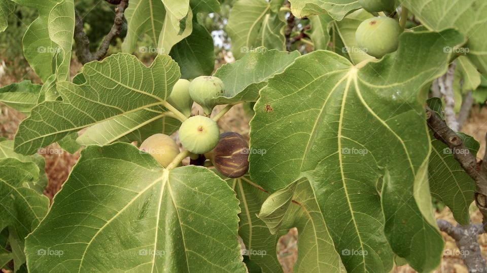 Figs growing 