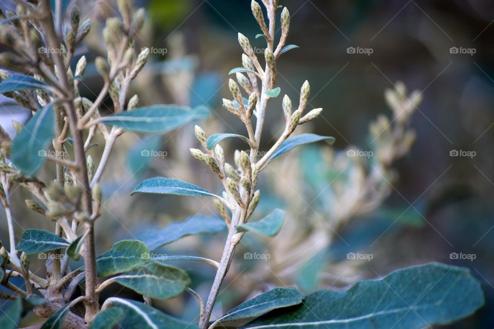 Beautiful branching flowers