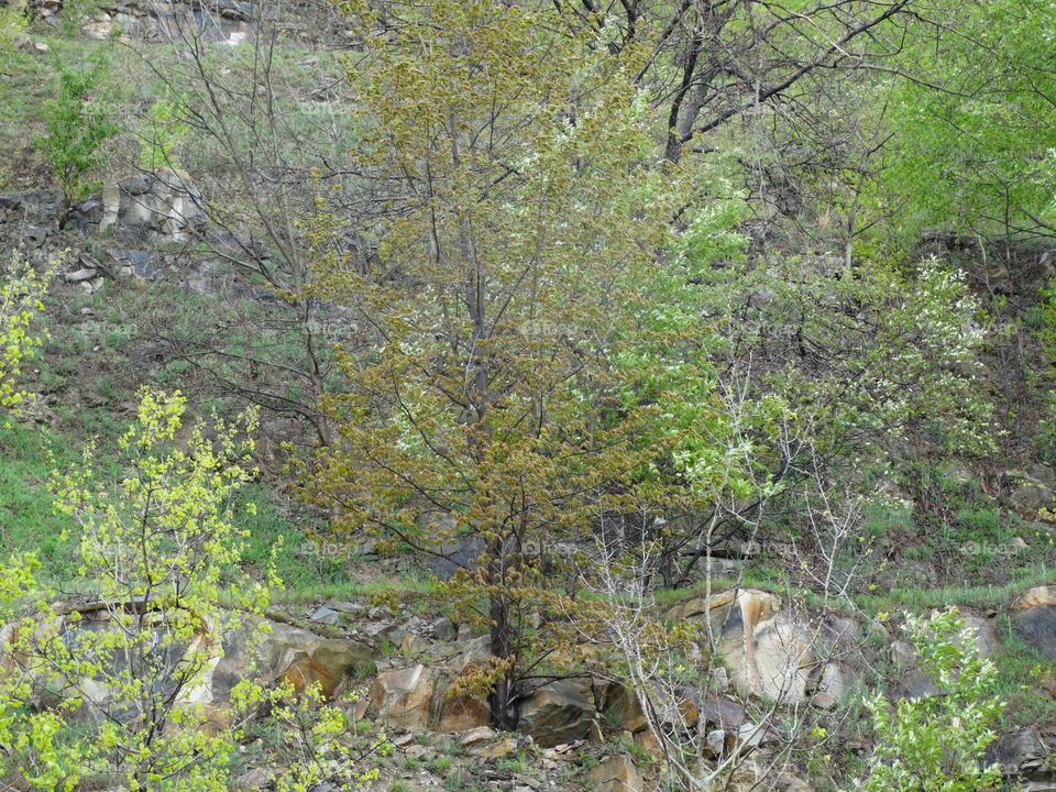 Tree in the rocks