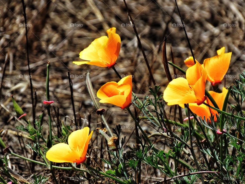 California poppy