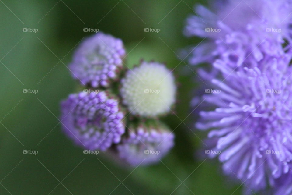 purple flowers