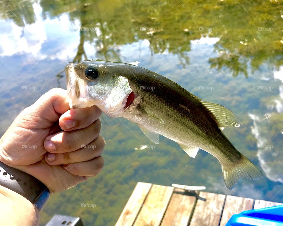 A small bass caught in a local pond