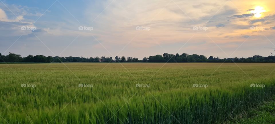 grain field