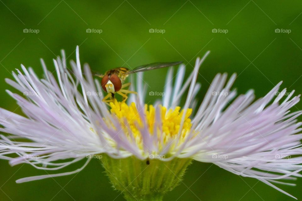 Nature hide and seek