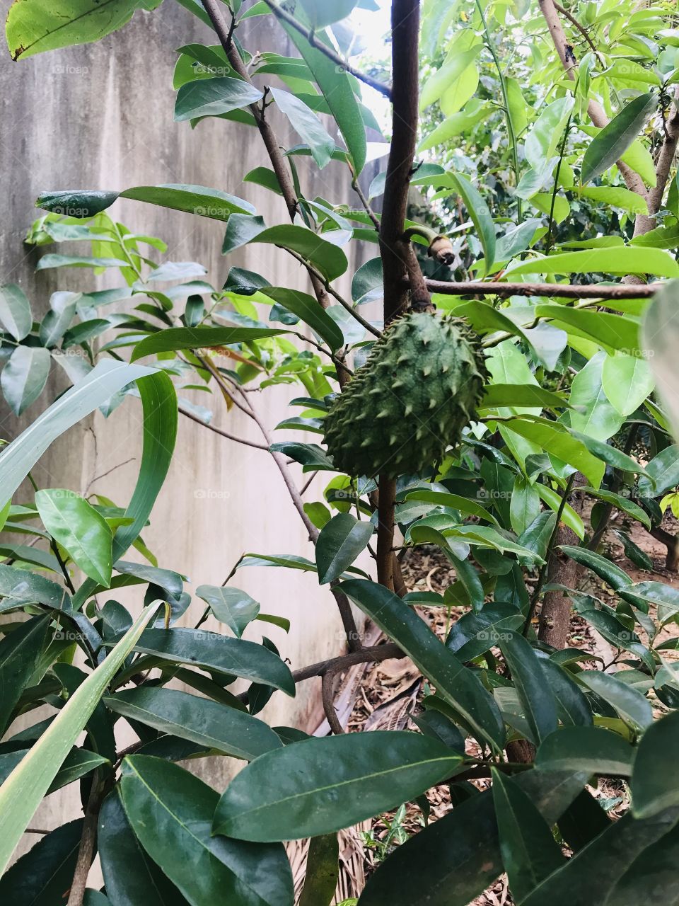 brazilian fruits - soursop