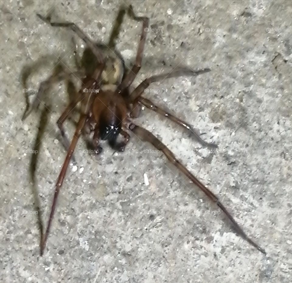 Die Spinne im Keller Foto 2