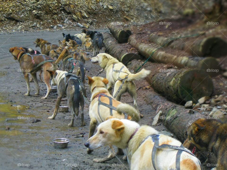 harnessed sled dogs in summer training in Alaska