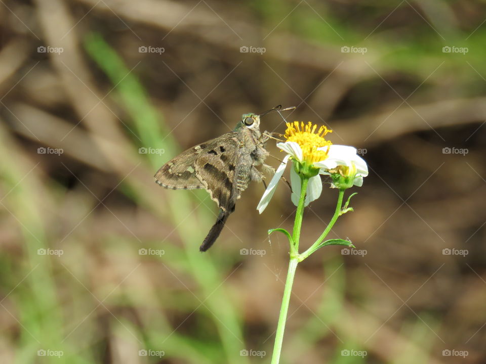 long-tailed skipper