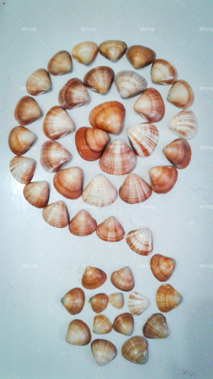 art with shells.