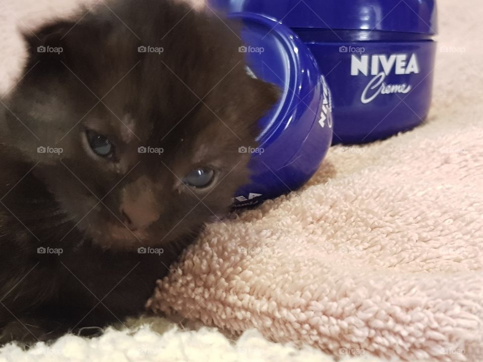 Of course I use Nivea. That's why I'm so soft. 
Black Kitten fronts two pots of Nivea on a pink bath towel. Cute !