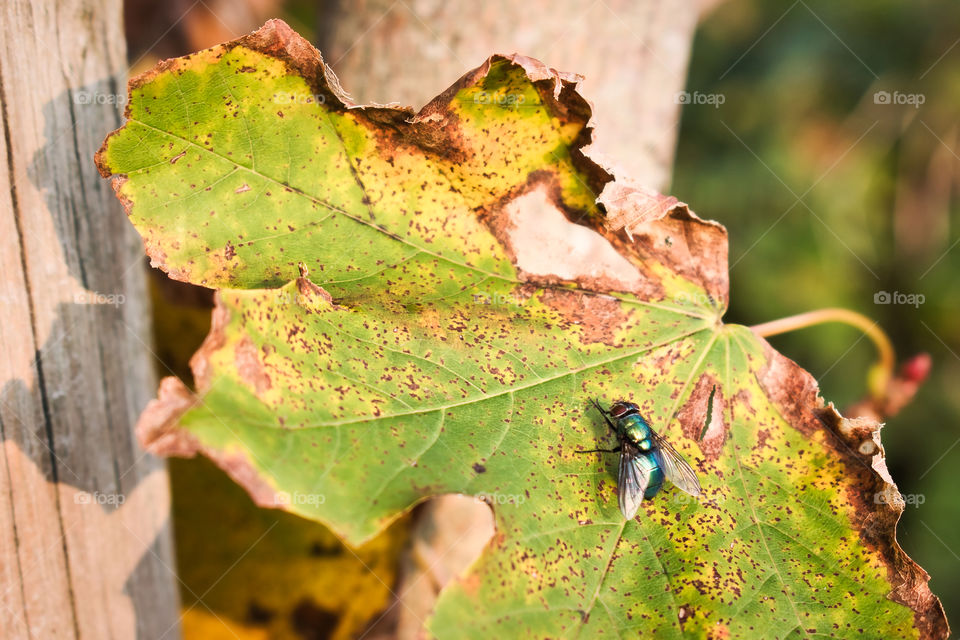 Fly sitting on autumn leaf