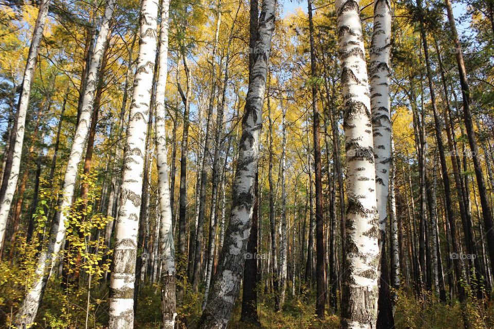 Beautiful and alluring forest